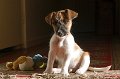 digs and toy